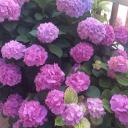 Nesrin Yılmazçetin