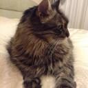 Nilüfer Hitay Tünaydın