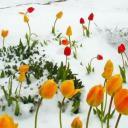 Ayşe Çakan Aydoğan