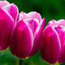 Lale değerligil okuyan