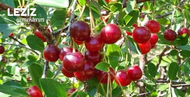 Buzluk İçin Vişne