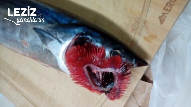 Balık Tavasında Palamut