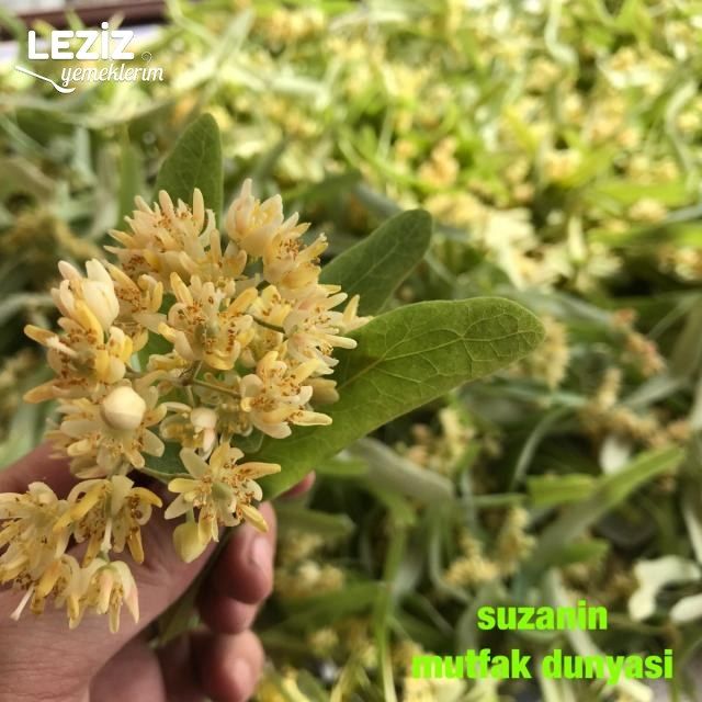 Ihlamur Hakkında Genel Bilgiler