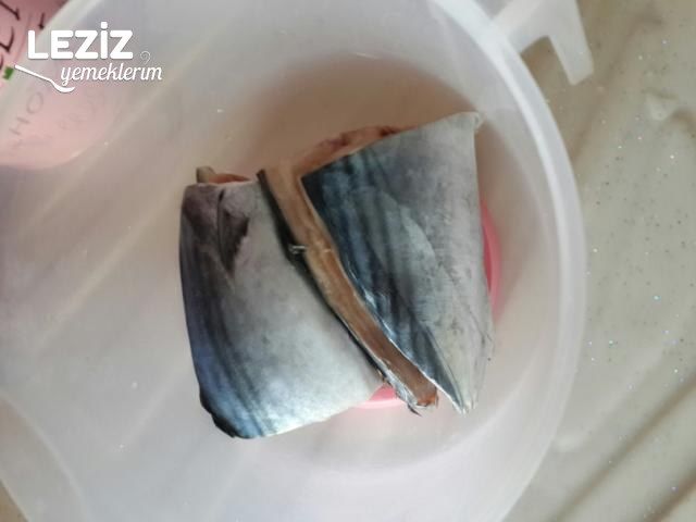 Tost Makinasında Palamut