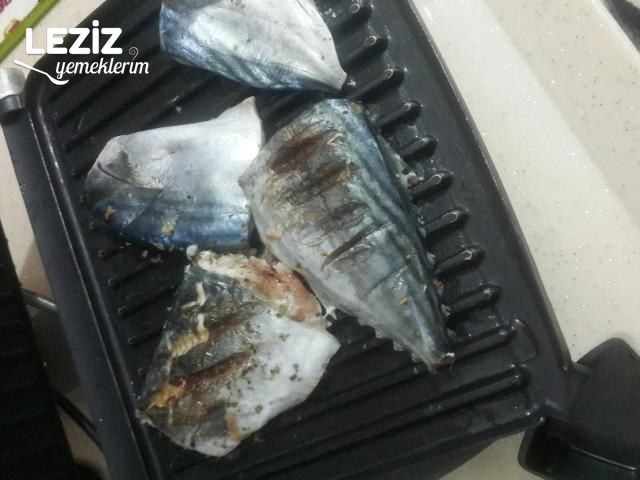 Tost Makinasında Palamut