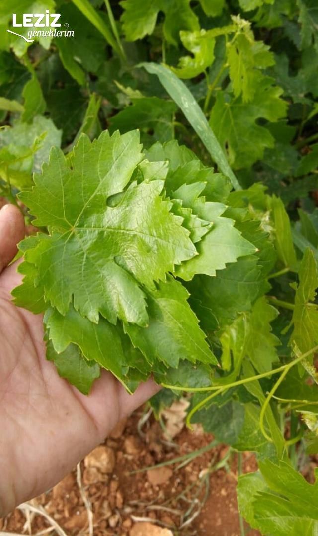 Yaprak Sarma (Kıymalı)