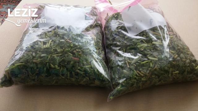 Dondurucuya Semizotu Konulması