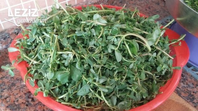 Dondurucuya Semizotu Konulması