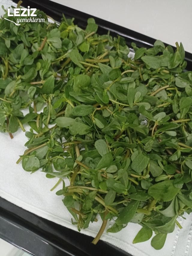 Dondurucuda Kışlık Semizotu Nasıl Hazırlanır