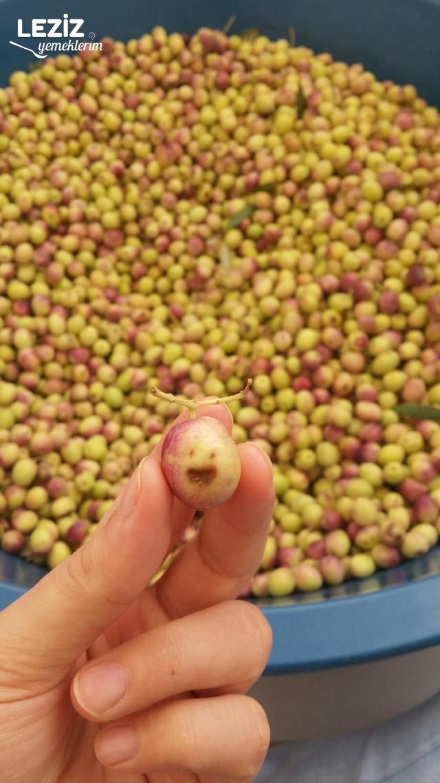 Yeşil Zeytin Tatlandırma