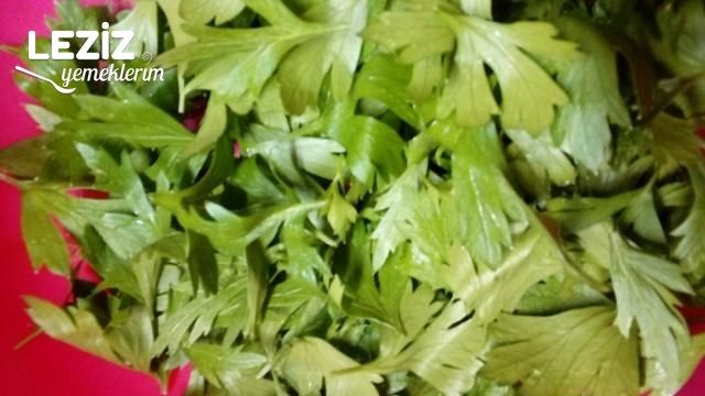 En Son Maydanoz Saklama Usulü