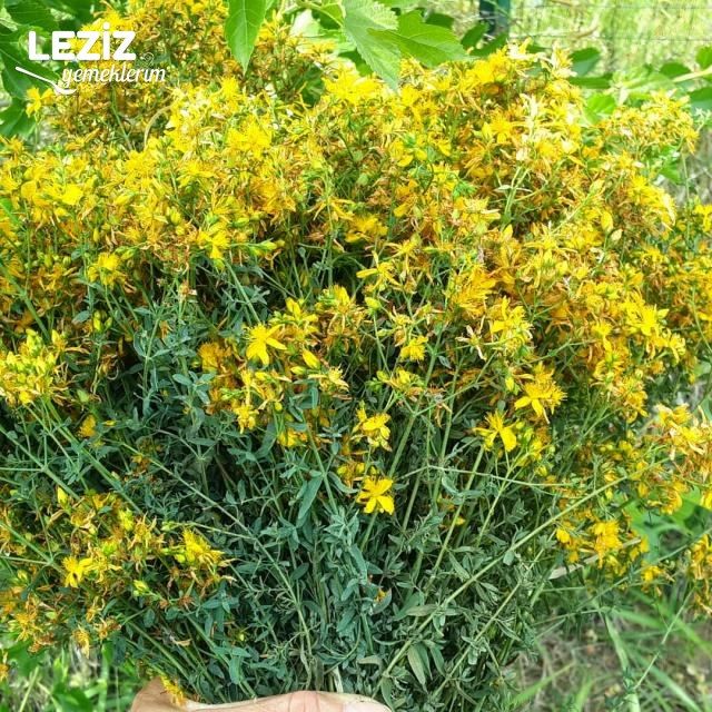 Her Derde Deva Sarı Kantaron Yağının Yapılışı