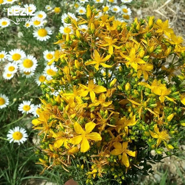 Her Derde Deva Sarı Kantaron Yağının Yapılışı