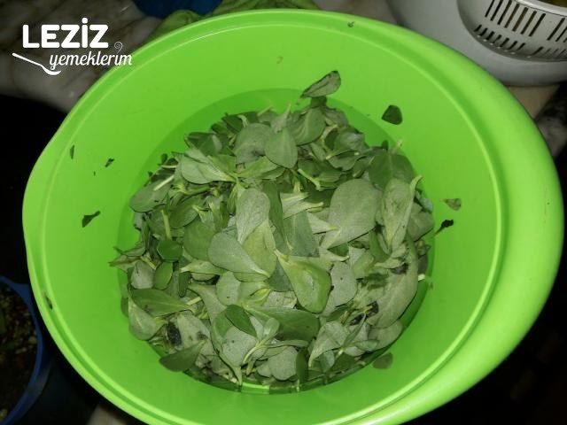 Semizotu Yoğurtlaması