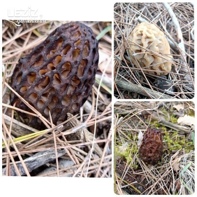 Yumurtalı Kuzu Göbeği Mantarı