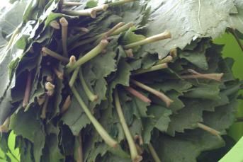 Derin Dondurucuda Asma Yaprağı Saklama