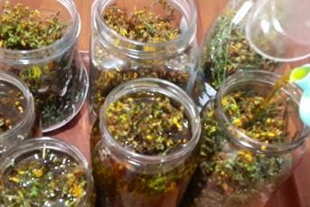 Her Derde Deva Sarı Kantaron Yağının Yapılışı