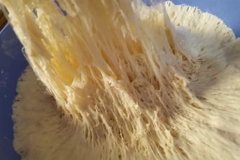 Hamur Mayalama (Püf Noktalı)