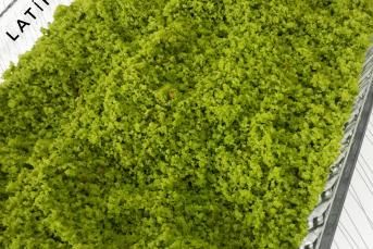 Yalancı Antep Fıstığı Tozu