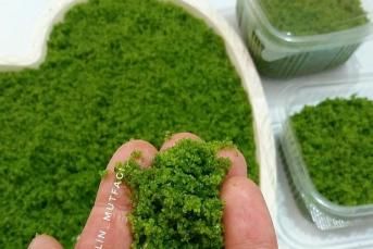 Yalancı Yeşil Fıstık (Süslemelerde Kullanmak İçn)