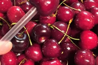 Kolay Kiraz Temizleme Tekniği Ve Kışa Hazırlık