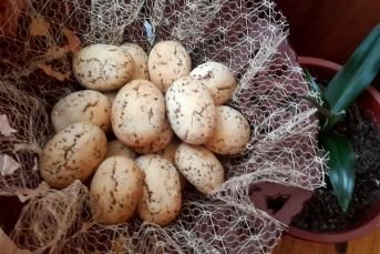 Susamlı Cevizli Kurabiye