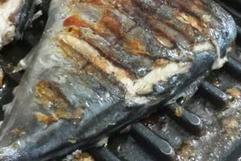 Tost Makinasında Palamut