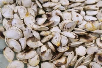 Ev Yapımı Kabak Çekirdeği