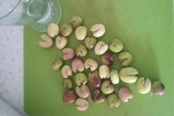 Kırık Yeşil Zeytin Salamurası