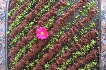 Kakao Kremalı Kakaolu Kolay Pasta