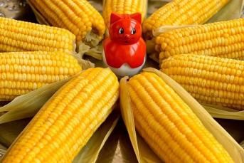 İyi Mısır Nasıl Seçilir?