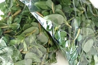 Dondurucuda Kışlık Semizotu Nasıl Hazırlanır