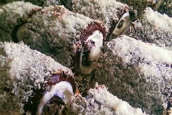 Sultan Sarması Nasıl Yapılır